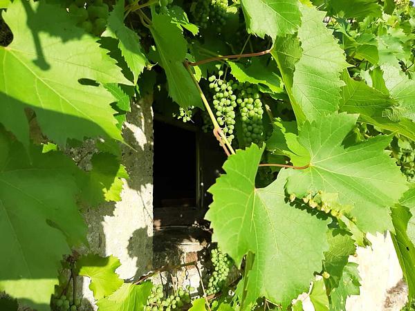 Vakantiehuis Frankrijk met Zwembad FermePostel Druiven